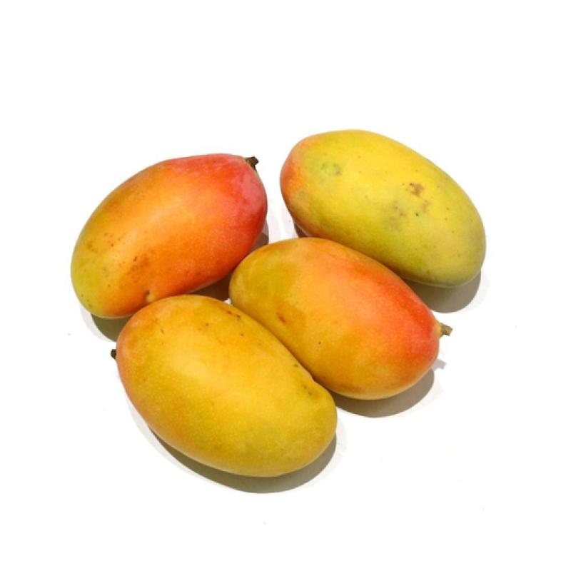 صندوق مانجو يمن تيمور